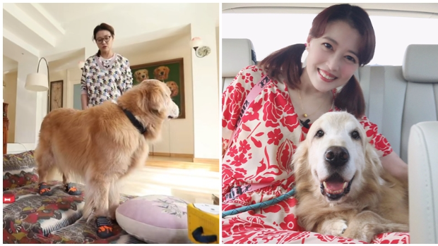 周海媚毛孩最新动向曝光！爱犬获内地女星领养