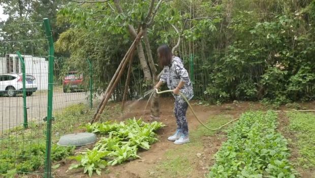 周海媚逝世 | 周海媚北京豪宅人去楼空，菜园翠绿盎然已变灰白